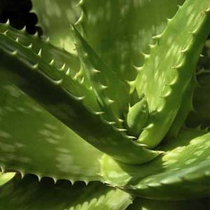 Plantas medicinales depurativas: Aloe Vera